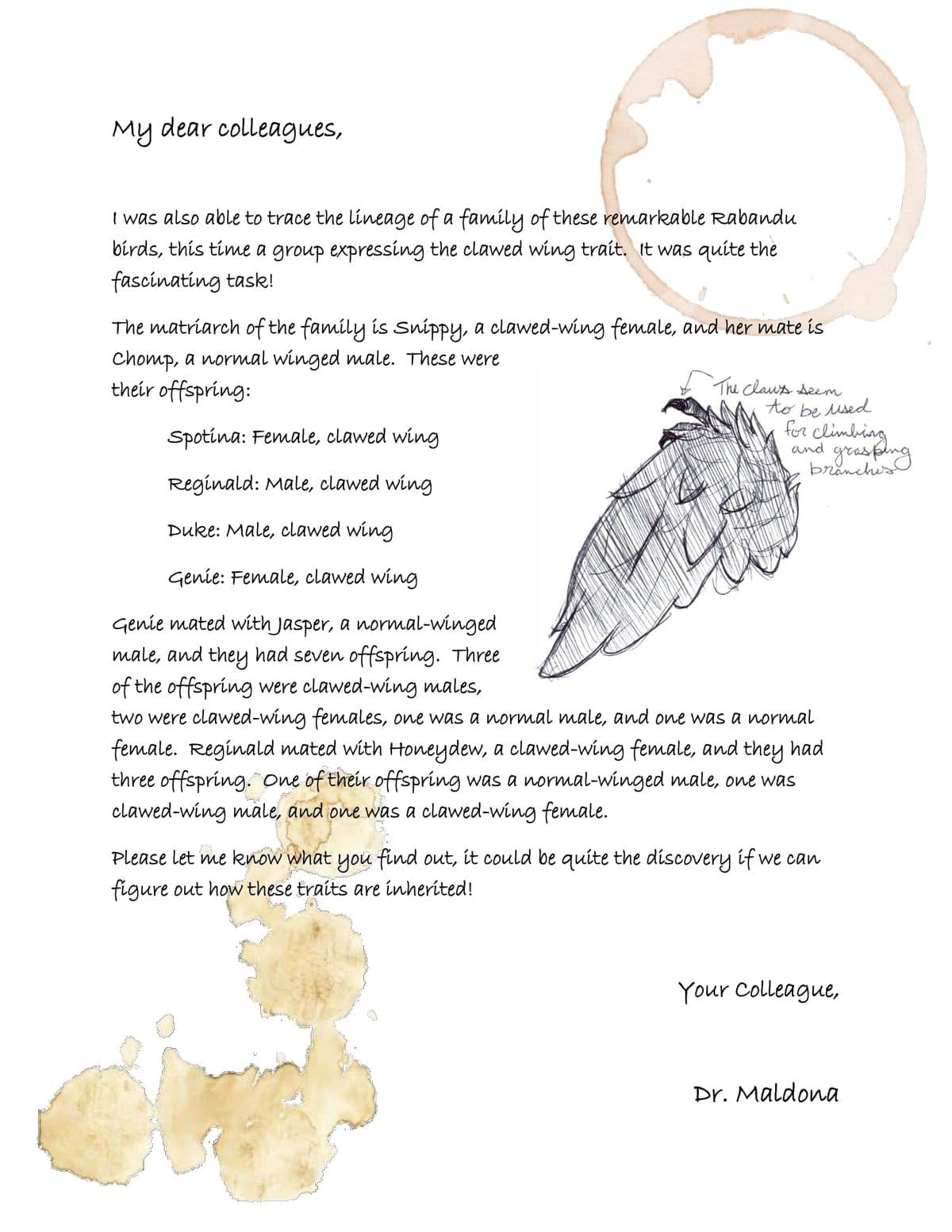 My dear colleagues,
I was also able to trace the lineage of a family of these remarkable Rabandu
birds, this time a group expressing the clawed wing trait. It was quite the
fascinating task!
The matriarch of the family is snippy, a clawed-wing female, and her mate is
Chomp, a normal winged male. These were
their offspring:
The claws seem
to be used
for climbing
grasping
Spotina: Female, clawed wing
and
branches
Reginald: Male, clawed wing
Duke: Male, clawed wing
Genie: Female, clawed wing
Genie mated with Jasper, a normal-winged
male, and they had seven offspring. Three
of the offspring were clawed-wing males,
two were clawed-wing females, one was a ormal male, and one was a ormal
female. Reginald mated with Honeydew, a clawed-wing female, and they had
three offspring. ne of their offspring was a normal-winged male, one was
clawed-wing male, and one was a clawed-wing female.
Please let me know what you find out, it could be quite the discovery if we can
figure out how these traits are inherited!
Your Colleague,
Dr. Maldona
