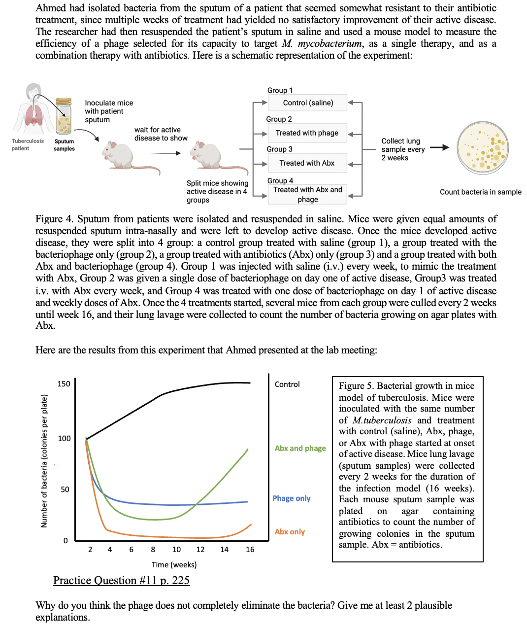 Ahmed had isolated bacteria from the sputum of a patient that seemed somewhat resistant to their antibiotic
treatment, since multiple weeks of treatment had yielded no satisfactory improvement of their active disease.
The researcher had then resuspended the patient's sputum in saline and used a mouse model to measure the
efficiency of a phage selected for its capacity to target M. mycobacterium, as a single therapy, and as a
combination therapy with antibiotics. Here is a schematic representation of the experiment:
Group 1
Control (saline)
Inoculate mice
with patient
sputum
Group 2
wait for active
disease to show
Treated with phage
Sputum
samples
Collect lung
sample every
2 weeks
Tuberculosis
patient
Group 3
Treated with Abx
Split mice showing
active disease in 4
Group 4
Treated with Abx and
Count bacteria in sample
groups
phage
Figure 4. Sputum from patients were isolated and resuspended in saline. Mice were given equal amounts of
resuspended sputum intra-nasally and were left to develop active disease. Once the mice developed active
disease, they were split into 4 group: a control group treated with saline (group 1), a group treated with the
bacteriophage only (group 2), a group treated with antibiotics (Abx) only (group 3) and a group treated with both
Abx and bacteriophage (group 4). Group 1 was injected with saline (i.v.) every week, to mimic the treatment
with Abx, Group 2 was given a single dose of bacteriophage on day one of active disease, Group3 was treated
i.v. with Abx every week, and Group 4 was treated with one dose of bacteriophage on day 1 of active disease
and weekly doses of Abx. Once the 4 treatments started, several mice from each group were culled every 2 weeks
until week 16, and their lung lavage were collected to count the number of bacteria growing on agar plates with
Abx.
Here are the results from this experiment that Ahmed presented at the lab meeting:
150
Control
Figure 5. Bacterial growth in mice
model of tuberculosis. Mice were
inoculated with the same number
of M.tuberculosis and treatment
with control (saline), Abx, phage,
or Abx with phage started at onset
of active disease. Mice lung lavage
(sputum samples) were collected
every 2 weeks for the duration of
the infection model (16 weeks).
Each mouse sputum sample was
plated
antibiotics to count the number of
100
Abx and phage
50
Phage only
agar
containing
on
Abx only
growing colonies in the sputum
sample. Abx = antibiotics.
2
4
8
10
12
14
16
Time (weeks)
Practice Question #11 p. 225
Why do you think the phage does not completely eliminate the bacteria? Give me at least 2 plausible
explanations.
Number of bacteria (colonies per plate)
