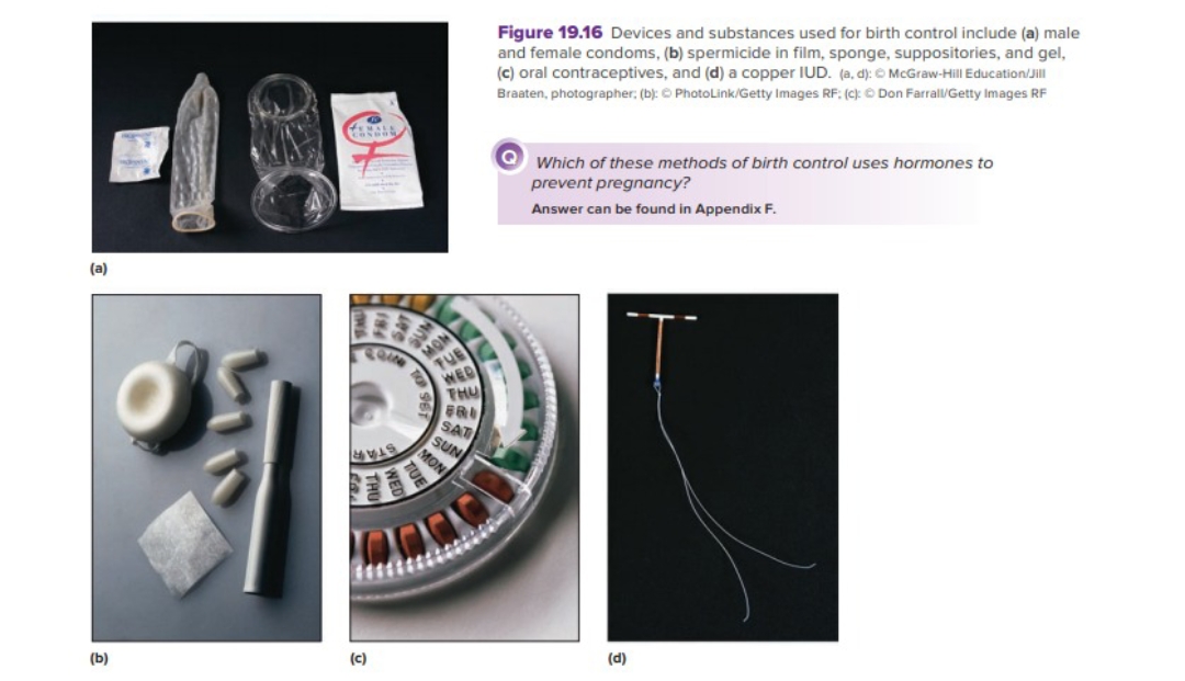 (a)
(b)
(c)
S
NED
THU
FRI
SAT
SUN
MON
Figure 19.16 Devices and substances used for birth control include (a) male
and female condoms, (b) spermicide in film, sponge, suppositories, and gel,
(c) oral contraceptives, and (d) a copper IUD. (a, d): McGraw-Hill Education/Jill
Braaten, photographer; (b): © PhotoLink/Getty Images RF: (c): Ⓒ Don Farrall/Getty Images RF
Q Which of these methods of birth control uses hormones to
prevent pregnancy?
Answer can be found in Appendix F.
(d)