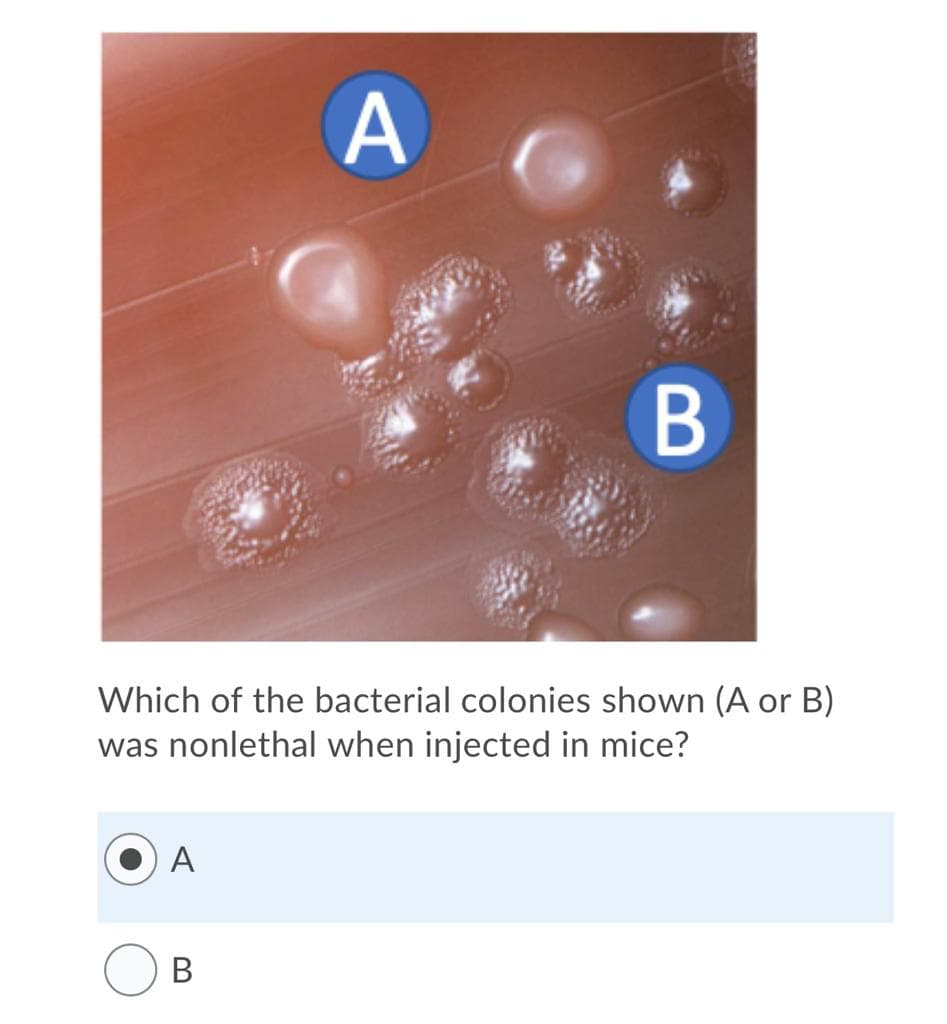 A
B
Which of the bacterial colonies shown (A or B)
was nonlethal when injected in mice?
А
В
