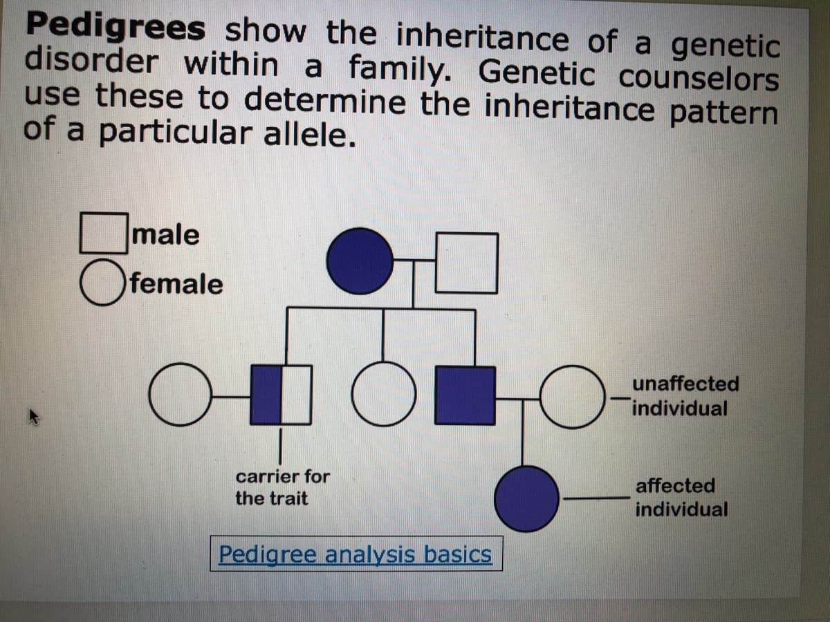 Pedigrees show the inheritance of a genetic
disorder within a family. Genetic counselors
use these to determine the inheritance pattern
of a particular allele.
male
O female
unaffected
individual
carrier for
the trait
affected
individual
Pedigree analysis basics
