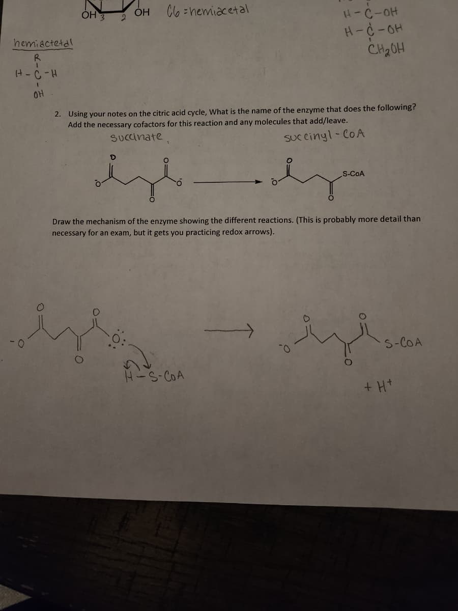 hemiactetal
R
H-C-H
I
он
OH OH C6 = nemiacetal
2. Using your notes on the citric acid cycle, What is the name of the enzyme that does the following?
Add the necessary cofactors for this reaction and any molecules that add/leave.
Succinate
Succinyl-CoA
H-C-OH
H-C-OH
сна он
.0:
Draw the mechanism of the enzyme showing the different reactions. (This is probably more detail than
necessary for an exam, but it gets you practicing redox arrows).
H-S-COA
S-COA
S-COA
+ H+
