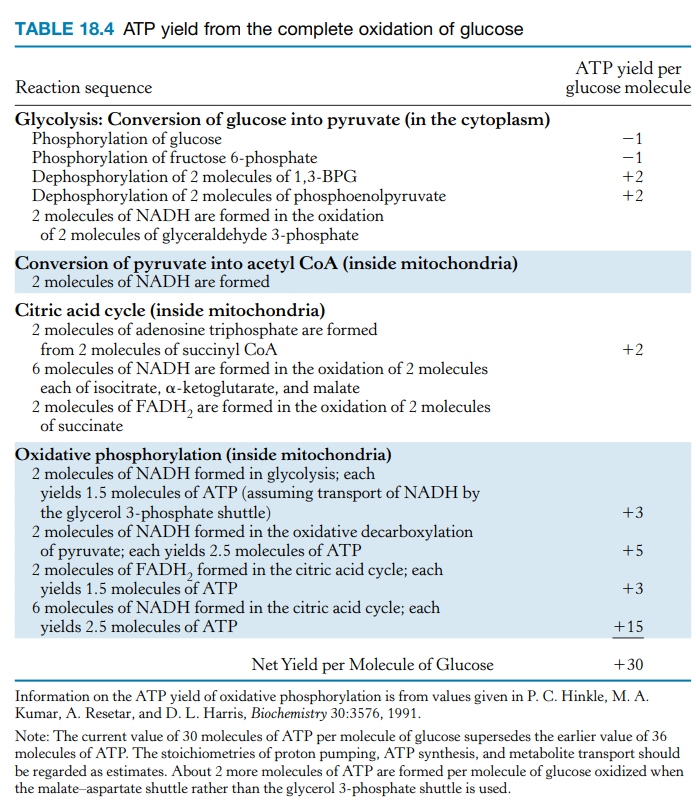 TABLE 18.4 ATP yield from the complete oxidation of glucose
Reaction sequence
Glycolysis: Conversion of glucose into pyruvate (in the cytoplasm)
Phosphorylation of glucose
Phosphorylation
Dephosphorylation
of fructose 6-phosphate
of 2 molecules of 1,3-BPG
Dephosphorylation of 2 molecules of phosphoenolpyruvate
2 molecules of NADH are formed in the oxidation
of 2 molecules of glyceraldehyde 3-phosphate
Conversion of pyruvate into acetyl CoA (inside mitochondria)
2 molecules of NADH are formed
Citric acid cycle (inside mitochondria)
2 molecules of adenosine triphosphate are formed
from 2 molecules of succinyl CoA
6 molecules of NADH are formed in the oxidation of 2 molecules
each of isocitrate, a-ketoglutarate, and malate
2 molecules of FADH, are formed in the oxidation of 2 molecules
of succinate
Oxidative phosphorylation (inside mitochondria)
2 molecules of NADH formed in glycolysis; each
yields 1.5 molecules of ATP (assuming transport of NADH by
the glycerol 3-phosphate shuttle)
2 molecules of NADH formed in the oxidative decarboxylation
of pyruvate; each yields 2.5 molecules of ATP
2 molecules of FADH, formed in the citric acid cycle; each
yields 1.5 molecules of ATP
6 molecules of NADH formed in the citric acid cycle; each
yields 2.5 molecules of ATP
ATP yield per
glucose molecule
TT++
-1
+2
+2
+2
+3
+5
+3
+15
Net Yield per Molecule of Glucose
+30
Information on the ATP yield of oxidative phosphorylation is from values given in P. C. Hinkle, M. A.
Kumar, A. Resetar, and D. L. Harris, Biochemistry 30:3576, 1991.
Note: The current value of 30 molecules of ATP per molecule of glucose supersedes the earlier value of 36
molecules of ATP. The stoichiometries of proton pumping, ATP synthesis, and metabolite transport should
be regarded as estimates. About 2 more molecules of ATP are formed per molecule of glucose oxidized when
the malate-aspartate shuttle rather than the glycerol 3-phosphate shuttle is used.