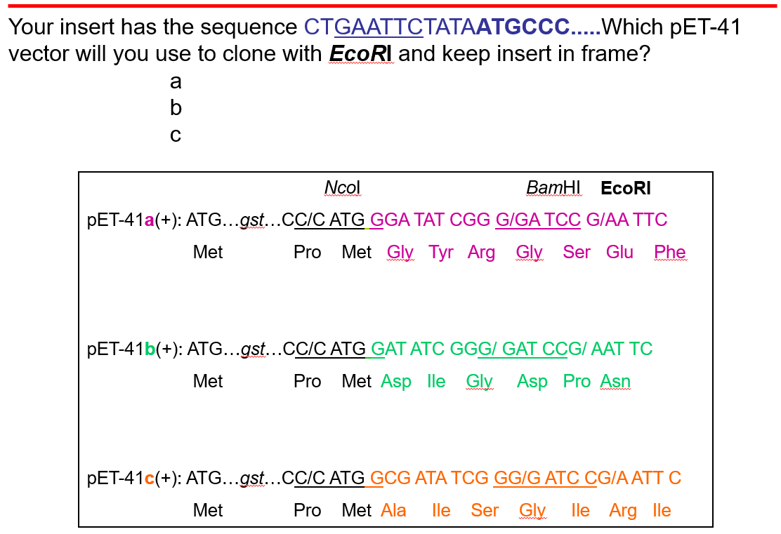 Your insert has the sequence CTGAATTCTATAATGCCC.....Which pET-41
vector will you use to clone with EcoRI and keep insert in frame?
a
b
C
Ncol
BamHI EcoRI
pET-41a(+): ATG...gst...CC/C ATG GGA TAT CGG G/GA TCC G/AA TTC
Pro Met Gly Tyr Arg Gly Ser Glu Phe
Met
pET-41b(+): ATG...gst...CC/C ATG GAT ATC GGG/ GAT CCG/AAT TC
Met Asp lle Gly Asp Pro Asn
Met
Pro
pET-41c(+): ATG...gst...CC/C ATG GCG ATA TCG GG/G ATC CG/A ATT C
lle Arg lle
Pro Met Ala lle Ser Gly
Met