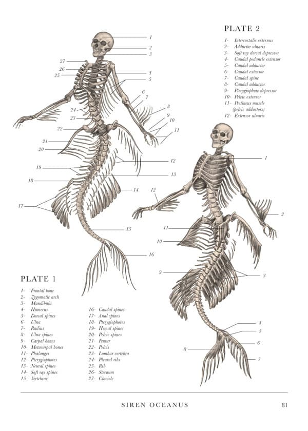 17
18
21-
20
19
27
26
25
22-
PLATE 1
1- Frontal bone
2- Zygomatic arch
3- Mandibula
4 Humerus
5- Dorsal spines
6 Ulna
7- Radius
8-
Ulna spines
9- Carpal bones
10- Metacarpal bones
11- Phalanges
12- Pterygiophores
13- Neural spines
14- Soft ray spines
15- Vertebrae
24-
23
15
16- Caudal spines
17- Anal spines
18- Pterygiophores
19- Hemal spines
20- Pelvic spines
21- Femur
22- Pelvis
23- Lumbar vertebra
24- Pleural ribs
25- Rib
26 Sternum
27- Clavicle
2
3
14 12
16
10-
9
8
9
11
10
11
12
13
8
SIREN OCEANUS
PLATE 2
1- Intercostalis externus
2- Adductor ulnaris
3-
Soft ray dorsal depressor
4-
Caudal peduncle extensor
5-
Caudal adductor
Caudal extensor
7-
Caudal spine
8-
Caudal adductor
9- Pterygiophore depressor
10- Pelvic extensor
11- Pectineus muscle
(pelvic adductors)
12- Extensor ulnaris
3
7
81