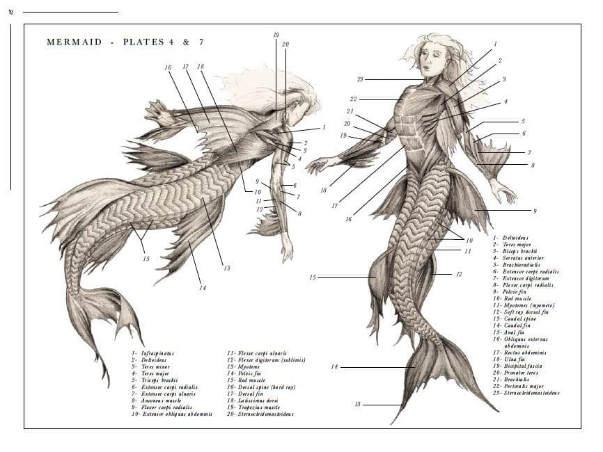 MERMAID
-
PLATES 4 & 7
16
17 18
15
1- Infraspin atas
2- Deltoideas
3- Teres miner
4- Teres major
5- Triceps brachii
6- Extensor carpi radialis
7- Extensor carpi ulnaris
8- Anconeas mascle
9- Flexor carpi radialis
10- Extensor obliguas abdominis
14
·10
19
20
11- Flexor carpi alnaris
12- Flexor digitoram (sublimis)
13- Myotome
14- Pelvic fin
15- Red muscle
16- Dorsal spine (hard ray)
17- Dorral fin
18- Latissimas dorsi
19- Trapecias mascle
20-Sternocleidomastoideus
15
14
21
22
20
19
29
16
13
525
ប្រ
BR
12
1- Deltideas
2- Teres major
3- Biceps brachi
4- Serratas anterior
5- Brachioradialis
6- Extensor carpi radialis
7- Extensor digitorum
8- Flexor carpi radialis
9- Pelvie fin
10- Red mascle
11-Myotomes (myomere)
12- Seft ray dorsal fin
13- Cand al spine
14- Candal fin
15-Anal fin
16- Obliquas externas
as dominis
17- Rectus abdominis
18- Ulna fin
19- Bicipital farcia
20- Pronator teres
21- Brachialis
22- Pectoralis major
23-Sternocleidomastoidea