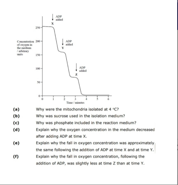 ADP
added
250
Concentration 200-
of oxygen in
the medium
/ arbitrary
units
ADP
added
150-
100 -
ADP
added
50
Time / minutes
(a)
Why were the mitochondria isolated at 4 °C?
(b)
Why was sucrose used in the isolation medium?
(c)
Why was phosphate included in the reaction medium?
(d)
Explain why the oxygen concentration in the medium decreased
after adding ADP at time X.
(e)
Explain why the fll in oxygen concentration was approximately
the same following the addition of ADP at time X and at time Y.
(f)
Explain why the fll in oxygen concentration, following the
addition of ADP, was slightly less at time Z than at time Y.
