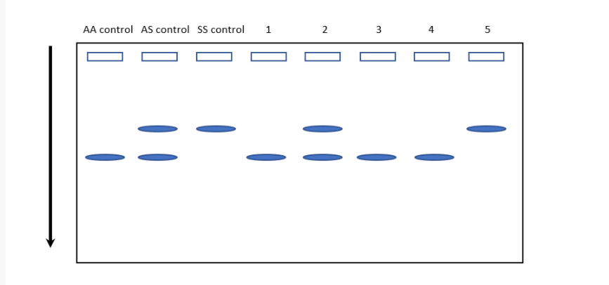 AA control AS control SS control
4
5
3.
2.
