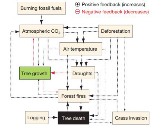 Burning fossil fuels
Atmospheric CO₂
Tree growth
Logging
Positive feedback (increases)
Negative feedback (decreases)
Air temperature
Droughts
Forest fires
Tree death
Deforestation
Grass invasion