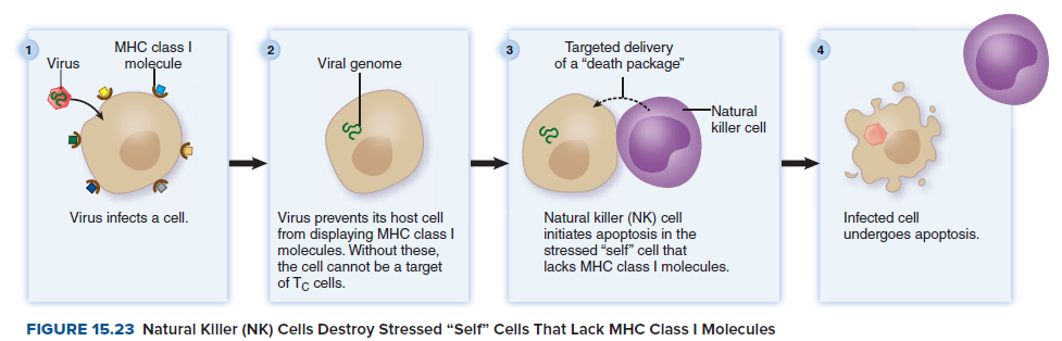 Targeted delivery
of a "death package"
1
MHC class I
2
3
Virus
molęcule
Viral genome
-Natural
killer cell
Virus infects a cell.
Virus prevents its host cell
from displaying MHC class I
molecules. Without these,
the cell cannot be a target
of Tc cells.
Natural killer (NK) cell
initiates apoptosis in the
stressed "self" cell that
lacks MHC class I molecules.
Infected cell
undergoes apoptosis.
FIGURE 15.23 Natural Killer (NK) Cells Destroy Stressed "Self" Cells That Lack MHC Class I Molecules
