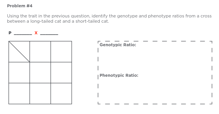 Problem #4
Using the trait in the previous question, identify the genotype and phenotype ratios from a cross
between a long-tailed cat and a short-tailed cat.
P
Genotypic Ratio:
I
I
1
1
I
Phenotypic Ratio: