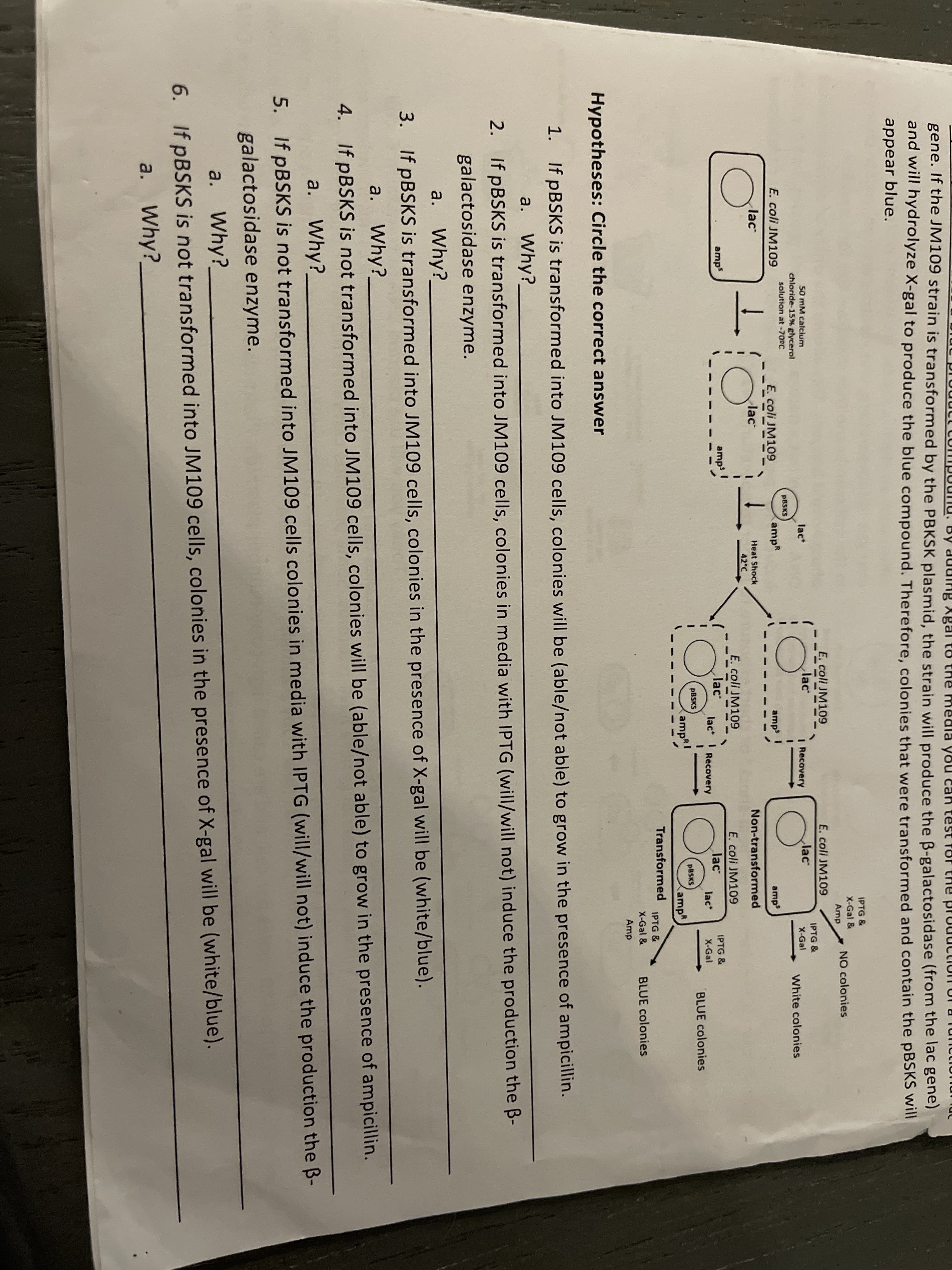 gene. If the JM109 strain is transformed by the PBKSK plasmid, the strain will produce the B-galactosidase (from the lac gene)
and will hydrolyze X-gal to produce the blue compound. Therefore, colonies that were transformed and contain the pBSKS wil
you
appear blue.
IPTG &
X-Gal &
NO colonies
Amp
E. coli JM109
E. coli JM109
50 mM calcium
chloride-15% glycerol
lac
lac
lac
IPTG &
I Recovery
X-Gal
solution at -702C
PBSKS
White colonies
E. coli JM109
E. coli JM109
ampR
amp I
amp
lac
lac
Heat Shock
Non-transformed
42°C
E. coli JM109
E. coli JM109
amps
amps
lac
lac
IPTG &
X-Gal
lac I
Recovery
lac
PBSKS
BLUE colonies
PBSKS
ampRI
(amp
Transformed
IPTG &
X-Gal &
BLUE colonies
Amp
Hypotheses: Circle the correct answer
1. If PBSKS is transformed into JM109 cells, colonies will be (able/not able) to grow in the presence of ampicillin.
a. Why?
_
2. If PBSKS is transformed into JM109 cells, colonies in media with IPTG (will/will not) induce the production the B-
galactosidase enzyme.
a. Why?_
3. If pBSKS is transformed into JM109 cells, colonies in the presence of X-gal will be (white/blue).
a. Why?_
4. If PBSKS is not transformed into JM109 cells, colonies will be (able/not able) to grow in the presence of ampicillin.
a. Why?
5. If PBSKS is not transformed into JM109 cells colonies in media with IPTG (will/will not) induce the production the B-
galactosidase enzyme.
a.
Why?_
6. If pBSKS is not transformed into JM109 cells, colonies in the presence of X-gal will be (white/blue).
a. Why?_
