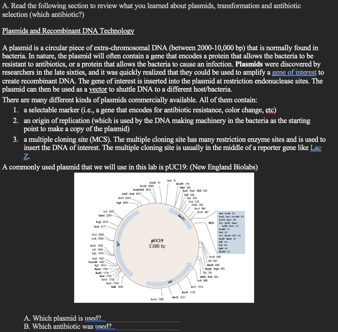 A. Read the following section to review what you learned about plasmids, transformation and antibiotic
selection (which antibiotic?)
Plasmids and Recombinant DNA Technology
A plasmid is a circular piece of extra-chromosomal DNA (between 2000-10,000 bp) that is normally found in
bacteria. In nature, the plasmid will often contain a gene that encodes a protein that allows the bacteria to be
resistant to antibiotics, or a protein that allows the bacteria to cause an infection. Plasmids were discovered by
researchers in the late sixties, and it was quickly realized that they could be used to amplify a gene of interest to
create recombinant DNA. The gene of interest is inserted into the plasmid at restriction endonuclease sites. The
plasmid can then be used as a vector to shuttle DNA to a different host/bacteria.
There are many different kinds of plasmids commercially available. All of them contain:
1. a selectable marker (i.e., a gene that encodes for antibiotic resistance, color change, etc)
2. an origin of replication (which is used by the DNA making machinery in the bacteria as the starting
point to make a copy of the plasmid)
3. a multiple cloning site (MCS). The multiple cloning site has many restriction enzyme sites and is used to
insert the DNA of interest. The multiple cloning site is usually in the middle of a reporter gene like Lac
Z.
A commonly used plasmid that we will use in this lab is PUC19: (New England Biolabs)
Indl 91
BamBI 51
BsmBl 2683
ISTAPI 179
Eco01091 2674
Ndel 183
Kasl - Narl - Sfol 235
Aatll - Zral 2617
Bell 245
Fspl 256
Prul 276
Pvull 306
BeVI 2542.
Sspl 2501
Bmrl 364
Aell 2297
Boell 387
Apol - EcoRI 396
Hanll - Sacl - EcosSKI 402
Xmnl 2294
laczu
lec651 - Kpnl 408
Begl 2215
MCS
Awal - BaoRI - Smal -
Scal 2177
TspMI - Xmal 412
Bamll 417
Nhal 423
Prul 2066
vall 2059
lel. Hindll. Sall 429
PUC19
2,686 bp
Shf 434
BseI 1935
Pstl 435
Sphl 441
Adl 1924
Hindlll 417
Fspl 1919
Pvull 628
Avall 1837
NmeAlII 1822
Bell 1813
Til 641
BsaXI 659
Bpml 1784
Bsrll 1779
Bsal 1766
Bspol - Sapl 683
Til 781
AfAIII - Pcil 806
BsrDI 1753
Drdl 908
Bmrl 1744
ori
Ahdl 1694
BeiVI 1015
BseYl 1110
AlwNI 1217
BeAl 1292
A. Which plasmid is used?
B. Which antibiotic was used?

