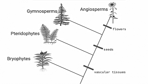 Gymnosperms-
Angiosperms
'flowers
Pteridophytes
seeds
Bryophytes
vascular tissuos

