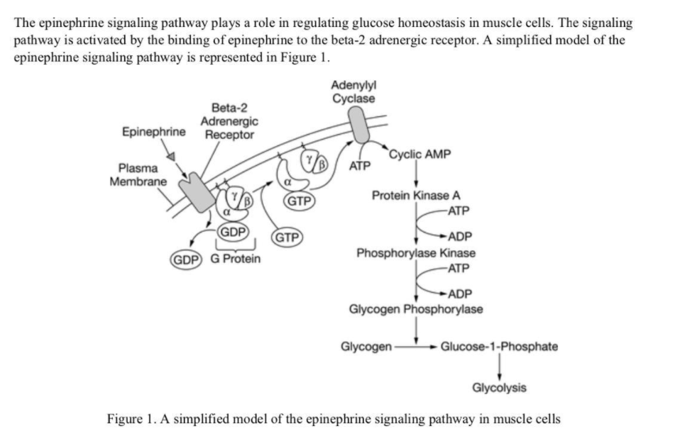 The epinephrine signaling pathway plays a role in regulating glucose homeostasis in muscle cells. The signaling
pathway is activated by the binding of epinephrine to the beta-2 adrenergic receptor. A simplified model of the
epinephrine signaling pathway is represented in Figure 1.
Adenylyl
Cyclase
Beta-2
Adrenergic
Receptor
Epinephrine
Cyclic AMP
Plasma
АТР
Membrane
Protein Kinase A
GTP
ATP
GDP
GTP
ADP
GDP G Protein
Phosphorylase Kinase
ATP
►ADP
Glycogen Phosphorylase
Glycogen
Glucose-1-Phosphate
Glycolysis
Figure 1. A simplified model of the epinephrine signaling pathway in muscle cells
