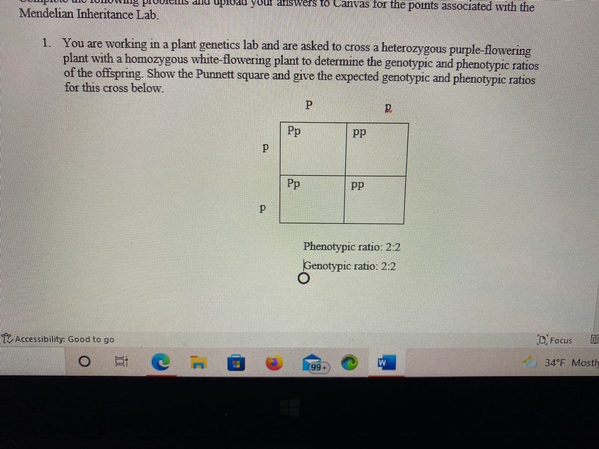 d upioad your answets to
Canvas for the points associated with the
TIP SITTATOodS
Mendelian Inheritance Lab.
1. You are working in a plant genetics lab and are asked to cross a heterozygous purple-flowering
plant with a homozygous white-flowering plant to determine the genotypic and phenotypie ratios
of the offspring. Show the Punnett square and give the expected genotypic and phenotypic ratios
for this cross below.
R.
Pp
Pp
Phenotypic ratio: 2:2
Genotypic ratio: 2:2
1Accessibility: Good to go
O Focus
34°F Mostl
+6
