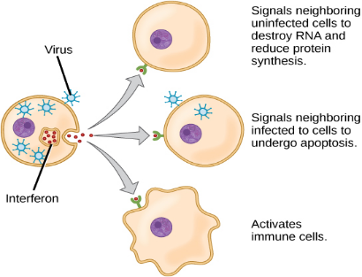 Signals neighboring
uninfected cells to
destroy RNA and
reduce protein
synthesis.
Virus
Signals neighboring
infected to cells to
undergo apoptosis.
Interferon
Activates
immune cells.
