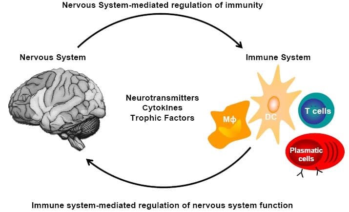 Nervous System-mediated regulation of immunity
Nervous System
Immune System
Neurotransmitters
Cytoklnes
Trophic Factors
T cells
M
DC
Plasmatic
cells
Immune system-mediated regulation of nervous system function
