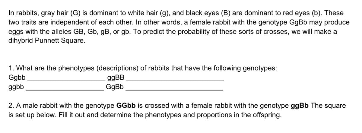 In rabbits, gray hair (G) is dominant to white hair (g), and black eyes (B) are dominant to red eyes (b). These
two traits are independent of each other. In other words, a female rabbit with the genotype GgBb may produce
eggs with the alleles GB, Gb, gB, or gb. To predict the probability of these sorts of crosses, we will make a
dihybrid Punnett Square.
1. What are the phenotypes (descriptions) of rabbits that have the following genotypes:
Ggbb
ggbb
99BB
GgBb
2. A male rabbit with the genotype GGbb is crossed with a female rabbit with the genotype ggBb The square
is set up below. Fill it out and determine the phenotypes and proportions in the offspring.
