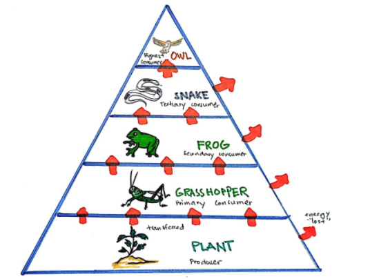 gnes OWL
SNAKE
Tetiary consune
FROG
seonday orcumer
GRASS HOPPER
Primary Con fumer
lost
tran iemed
PLANT
Produer
