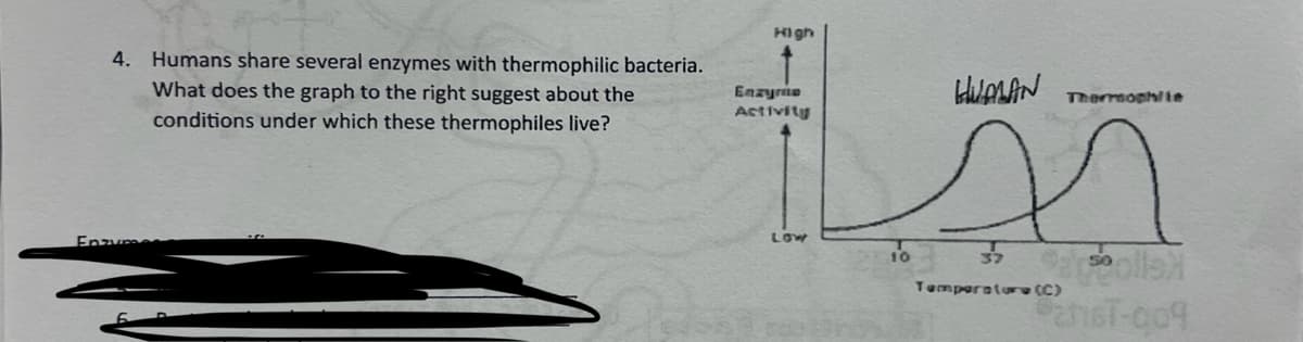 4. Humans share several enzymes with thermophilic bacteria.
What does the graph to the right suggest about the
conditions under which these thermophiles live?
Enzymes
High
HUALAN Thermochte
Enzyme
Activity
LOW
Colle
Temperature (C)
DansT-004