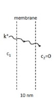 membrane
10 nm
C₂=0