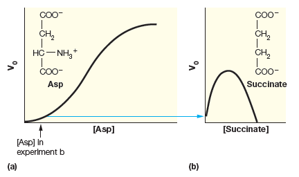 CO0
CO0-
CH,
CH,
CH,
HC- NH,+
CO0-
CO0-
Asp
Succinate
[Asp]
[Succinate]
[Asp] In
experiment b
(a)
(b)
