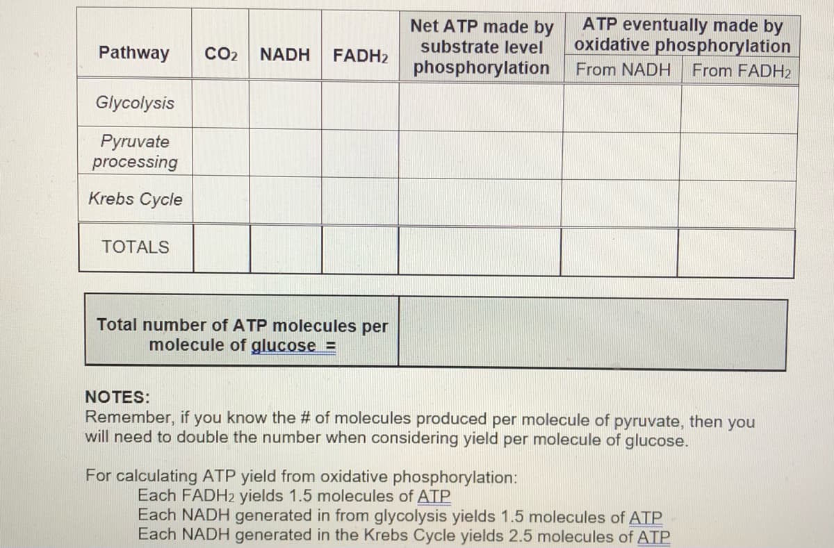 ATP eventually made by
oxidative phosphorylation
Net ATP made by
substrate level
Pathway
CO2
NADH
FADH2
phosphorylation
From NADH
From FADH2
Glycolysis
Pyruvate
processing
Krebs Cycle
TOTALS
Total number of ATP molecules per
molecule of glucose =
NOTES:
Remember, if you know the # of molecules produced per molecule of pyruvate, then you
will need to double the number when considering yield per molecule of glucose.
For calculating ATP yield from oxidative phosphorylation:
Each FADH2 yields 1.5 molecules of ATP
Each NADH generated in from glycolysis yields 1.5 molecules of ATP
Each NADH generated in the Krebs Cycle yields 2.5 molecules of ATP
