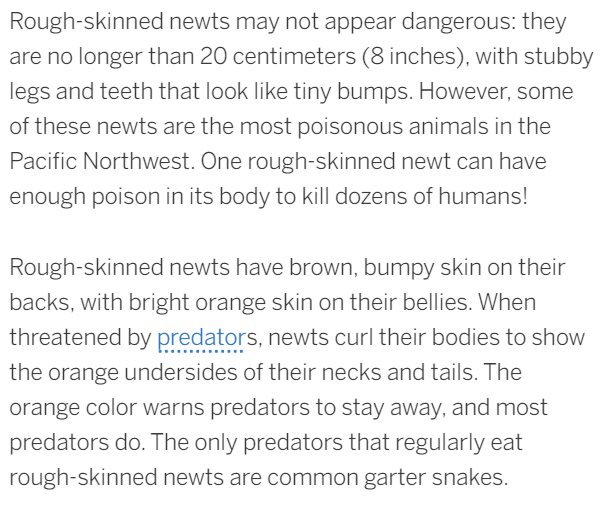 Rough-skinned newts may not appear dangerous: they
are no longer than 20 centimeters (8 inches), with stubby
legs and teeth that look like tiny bumps. However, some
of these newts are the most poisonous animals in the
Pacific Northwest. One rough-skinned newt can have
enough poison in its body to kill dozens of humans!
Rough-skinned newts have brown, bumpy skin on their
backs, with bright orange skin on their bellies. When
threatened by predators, newts curl their bodies to show
the orange undersides of their necks and tails. The
orange color warns predators to stay away, and most
predators do. The only predators that regularly eat
rough-skinned newts are common garter snakes.
