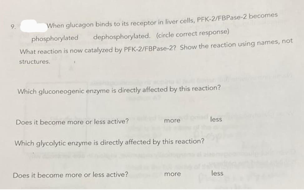 9.
When glucagon binds to its receptor in liver cells, PFK-2/FBPase-2 becomes
phosphorylated
dephosphorylated. (circle correct response)
What reaction is now catalyzed by PFK-2/FBPase-2? Show the reaction using names, not
structures.
Which gluconeogenic enzyme is directly affected by this reaction?
Does it become more or less active?
more
less
Which glycolytic enzyme is directly affected by this reaction?
Does it become more or less active?
less
more
