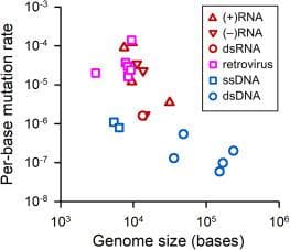 103
A (+)RNA
v (-)RNA
O dsRNA
O retrovirus
O SSDNA
O dsDNA
104
105
10-6 -
10-7
108
103
104
105
106
Genome size (bases)
Per-base mutation rate
