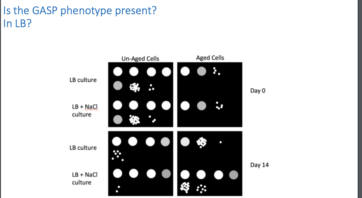 Is the GASP phenotype present?
In LB?
Un-Aged Cells
Aged Cells
LB culture
Day 0
LB + NaCl
culture
LB culture
Day 14
LB + NaCl
culture

