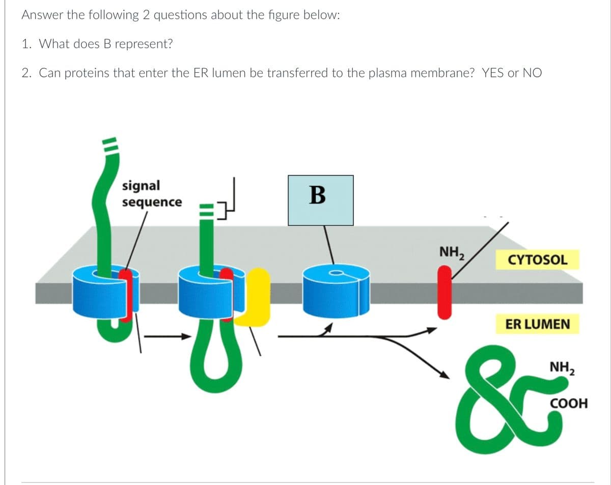 Answer the following 2 questions about the figure below:
1. What does B represent?
2. Can proteins that enter the ER lumen be transferred to the plasma membrane? YES or NO
signal
sequence
B
NH₂
CYTOSOL
ER LUMEN
&
NH₂
COOH