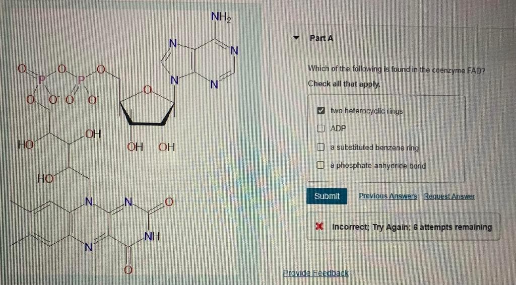 NH2
Part A
N-
N.
Which of the following is found in the coenzyme FAD?
'N
Check all that apply.
V two heterocyclic rings
O ADP
OH
HO
OH
O a substituted benzene ring
O a phosphate anhydride bond
Submit
Previous Answers Request Answer
X Incorrect; Try Again; 6 attempts remaining
NH
Provide Feedback
