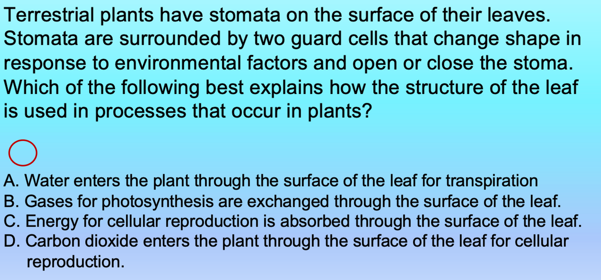 Terrestrial plants have stomata on the surface of their leaves.
Stomata are surrounded by two guard cells that change shape in
response to environmental factors and open or close the stoma.
Which of the following best explains how the structure of the leaf
is used in processes that occur in plants?
A. Water enters the plant through the surface of the leaf for transpiration
B. Gases for photosynthesis are exchanged through the surface of the leaf.
C. Energy for cellular reproduction is absorbed through the surface of the leaf.
D. Carbon dioxide enters the plant through the surface of the leaf for cellular
reproduction.
