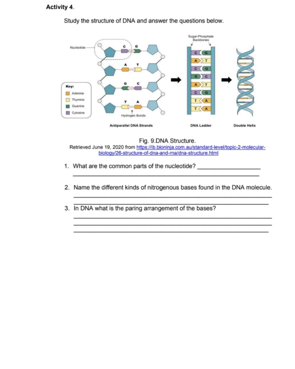 Activity 4.
Study the structure of DNA and answer the questions below.
Sugar-Phosphate
Backbones
Nucleotide
Key:
O Adenine
O Thymine
I Guanine
I Cytosine
Hydrogen Bonds
Antiparallel DNA Strands
DNA Ladder
Double Helix
Fig. 9.DNA Structure.
Retrieved June 19, 2020 from https://ib.bioninja.com.au/standard-level/topic-2-molecular-
biology/26-structure-of-dna-and-rna/dna-structure.html
1. What are the common parts of the nucleotide?
2. Name the different kinds of nitrogenous bases found in the DNA molecule.
3. In DNA what is the paring arrangement of the bases?

