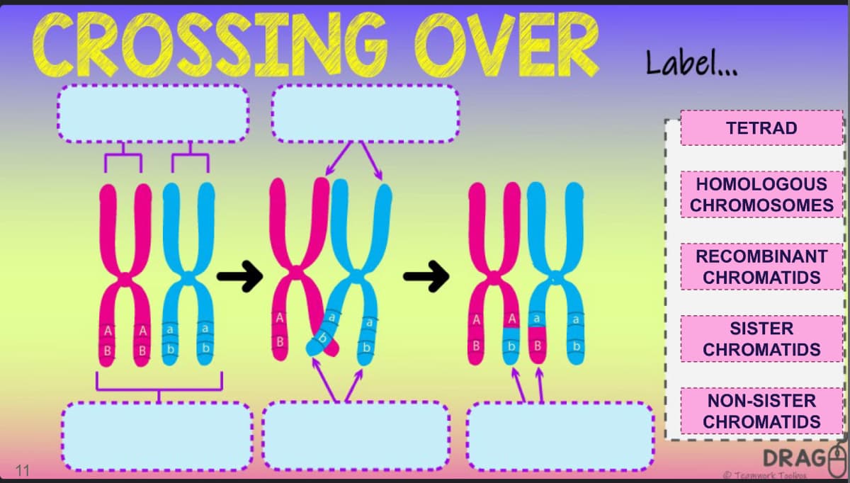 CROSSING OVER
Label..
TETRAD
HOMOLOGOUS
UU
UU
CHROMOSOMES
RECOMBINANT
CHROMATIDS
A
A a
a
a
A
a
SISTER
a
B
b
b
B
b
b
CHROMATIDS
B
B
b
NON-SISTER
CHROMATIDS
DRAGA
11
O Teamwork Toolbox
