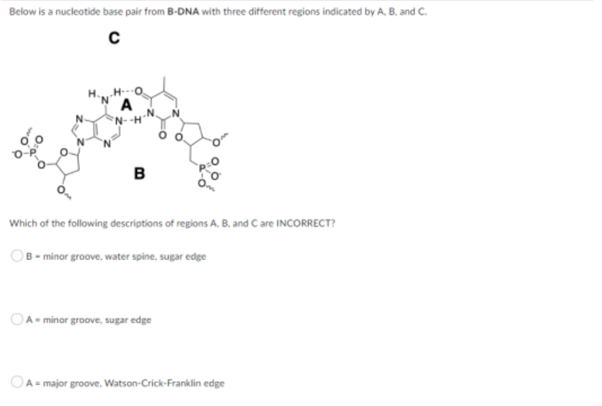 Below is a nucleotide base pair from B-DNA with three different regions indicated by A, B, and C.
C
B
Which of the following descriptions of regions A, B, and Care INCORRECT?
B-minor groove, water spine, sugar edge
A minor groove, sugar edge
A major groove, Watson-Crick-Franklin edge
A