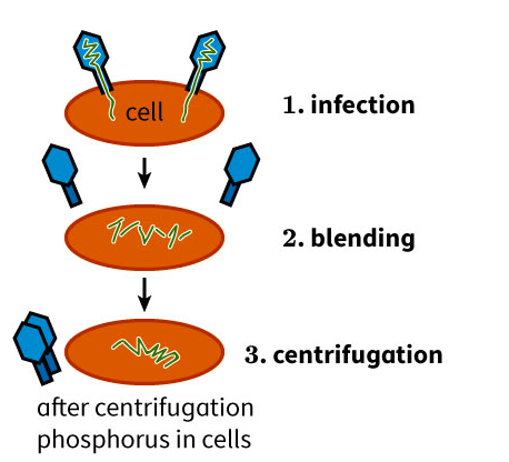 I cell
1. infection
2. blending
3. centrifugation
after centrifugation
phosphorus in cells
