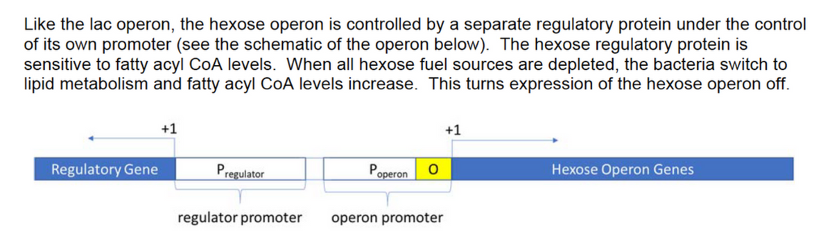 Like the lac operon, the hexose operon is controlled by a separate regulatory protein under the control
of its own promoter (see the schematic of the operon below). The hexose regulatory protein is
sensitive to fatty acyl CoA levels. When all hexose fuel sources are depleted, the bacteria switch to
lipid metabolism and fatty acyl CoA levels increase. This turns expression of the hexose operon off.
+1
+1
Regulatory Gene
Pregulator
Poperon O
Hexose Operon Genes
regulator promoter
operon promoter
