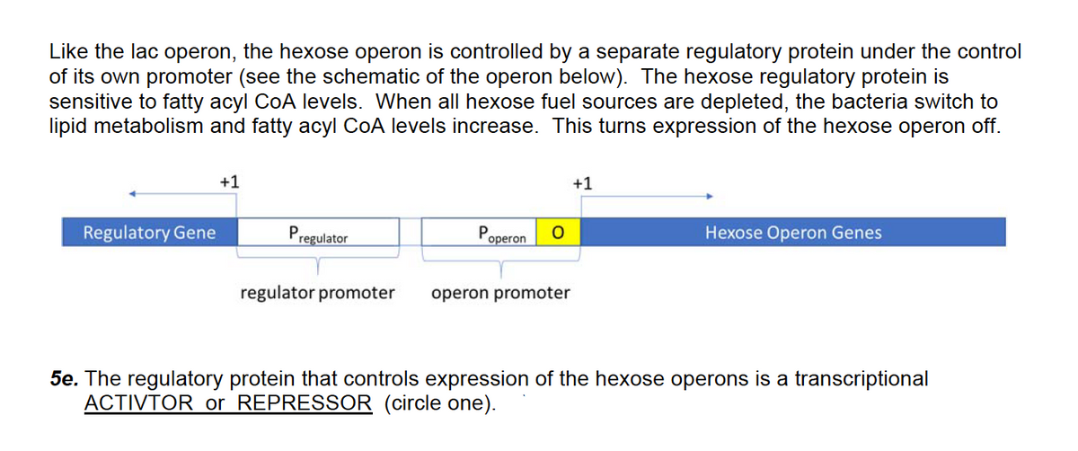 Like the lac operon, the hexose operon is controlled by a separate regulatory protein under the control
of its own promoter (see the schematic of the operon below). The hexose regulatory protein is
sensitive to fatty acyl CoA levels. When all hexose fuel sources are depleted, the bacteria switch to
lipid metabolism and fatty acyl CoA levels increase. This turns expression of the hexose operon off.
+1
+1
Regulatory Gene
Pregulator
Hexose Operon Genes
operon
regulator promoter
operon promoter
5e. The regulatory protein that controls expression of the hexose operons is a transcriptional
ACTIVTOR or REPRESSOR (circle one).
