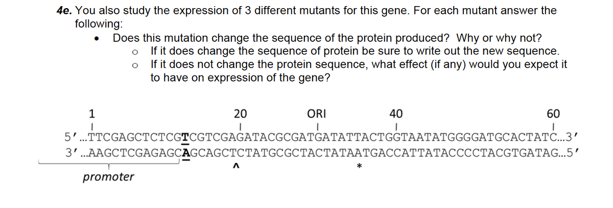 4e. You also study the expression of 3 different mutants for this gene. For each mutant answer the
following:
Does this mutation change the sequence of the protein produced? Why or why not?
If it does change the sequence of protein be sure to write out the new sequence.
If it does not change the protein sequence, what effect (if any) would you expect it
to have on expression of the gene?
1
20
ORI
40
60
5'..TTCGAGCTCTCGTCGTCGAGATACGCGATGATATTACTGGTAATATGGGGATGCACTATC...3'
3'..AAGCTCGAGAGCAGCAGCTCTATGCGCTACTATAATGACCATTATACCCCTACGTGATAG...5'
promoter
