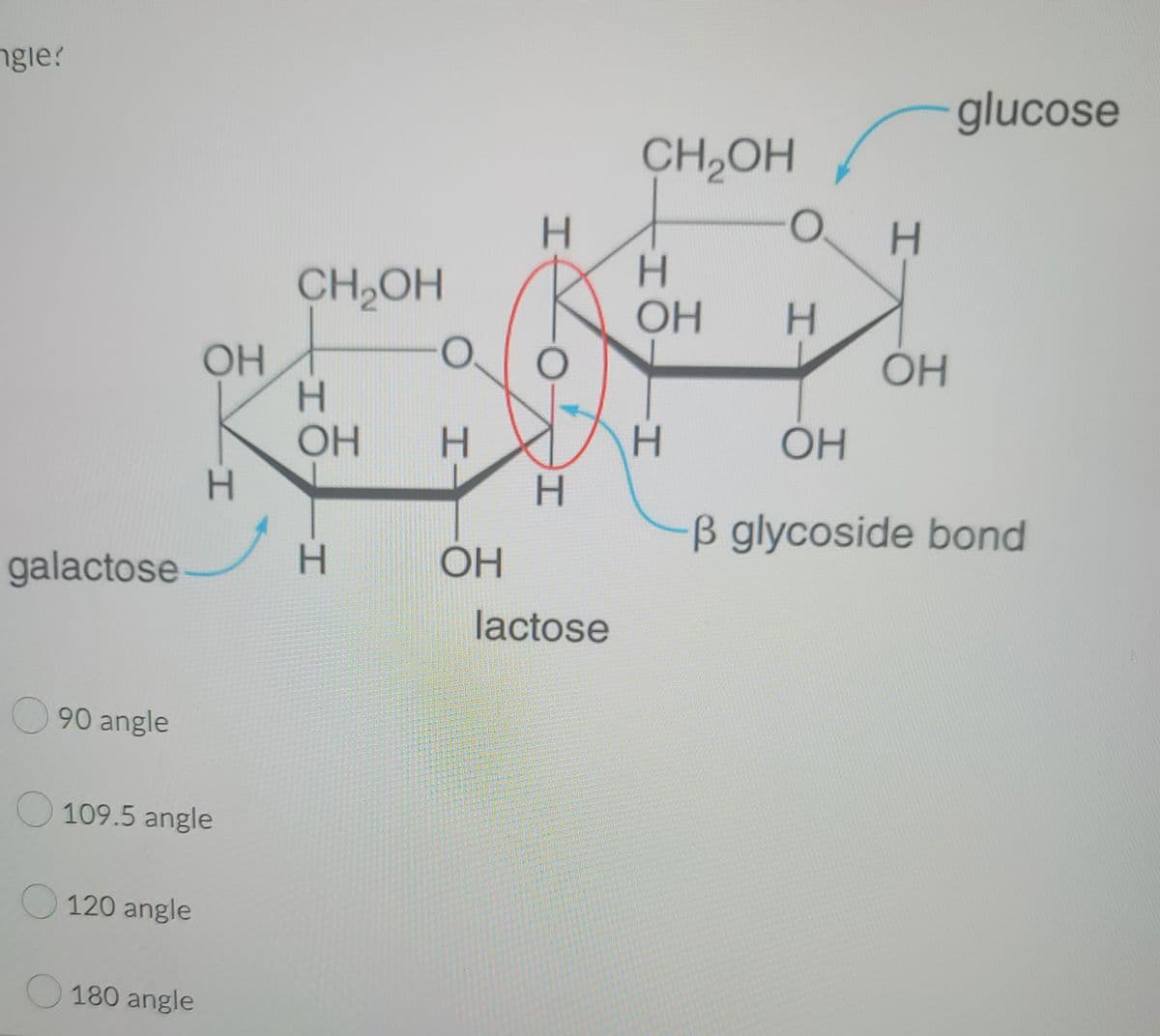 gle?
galactose
90 angle
120 angle
OH
109.5 angle
180 angle
H
CH₂OH
H
OH
H
O
H
ОН
H
O
H
lactose
CH₂OH
H
OH
H
O
H
H
OH
glucose
OH
B glycoside bond