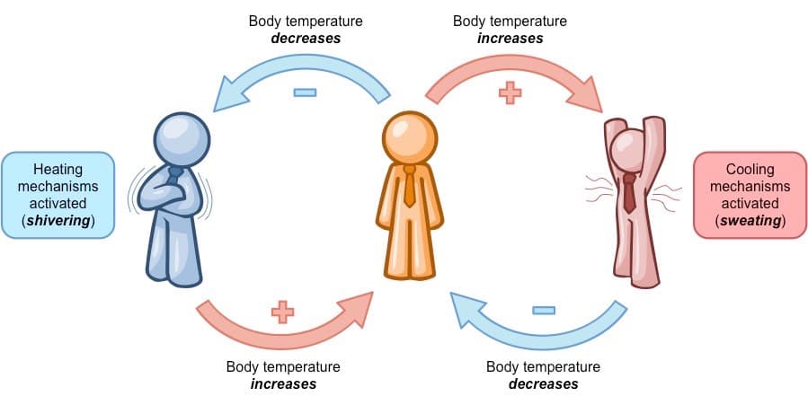 Body temperature
decreases
Body temperature
increases
Heating
mechanisms
Cooling
mechanisms
activated
activated
(shivering)
(sweating)
Body temperature
increases
Body temperature
decreases
