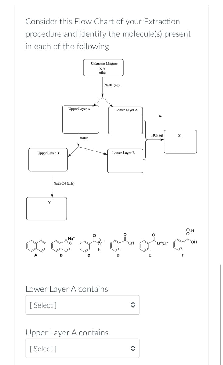 Consider this Flow Chart of your Extraction
procedure and identify the molecule(s) present
in each of the following
Upper Layer B
Y
Upper Layer A
| Na2SO4 (anh)
Na*
water
Unknown Mixture
X,Y
ether
NaOH(aq)
Lower Layer A contains
[Select]
Upper Layer A contains
[Select]
Lower Layer A
Lower Layer B
◆
HCl(aq)
E
O-Na*
X
H
OH