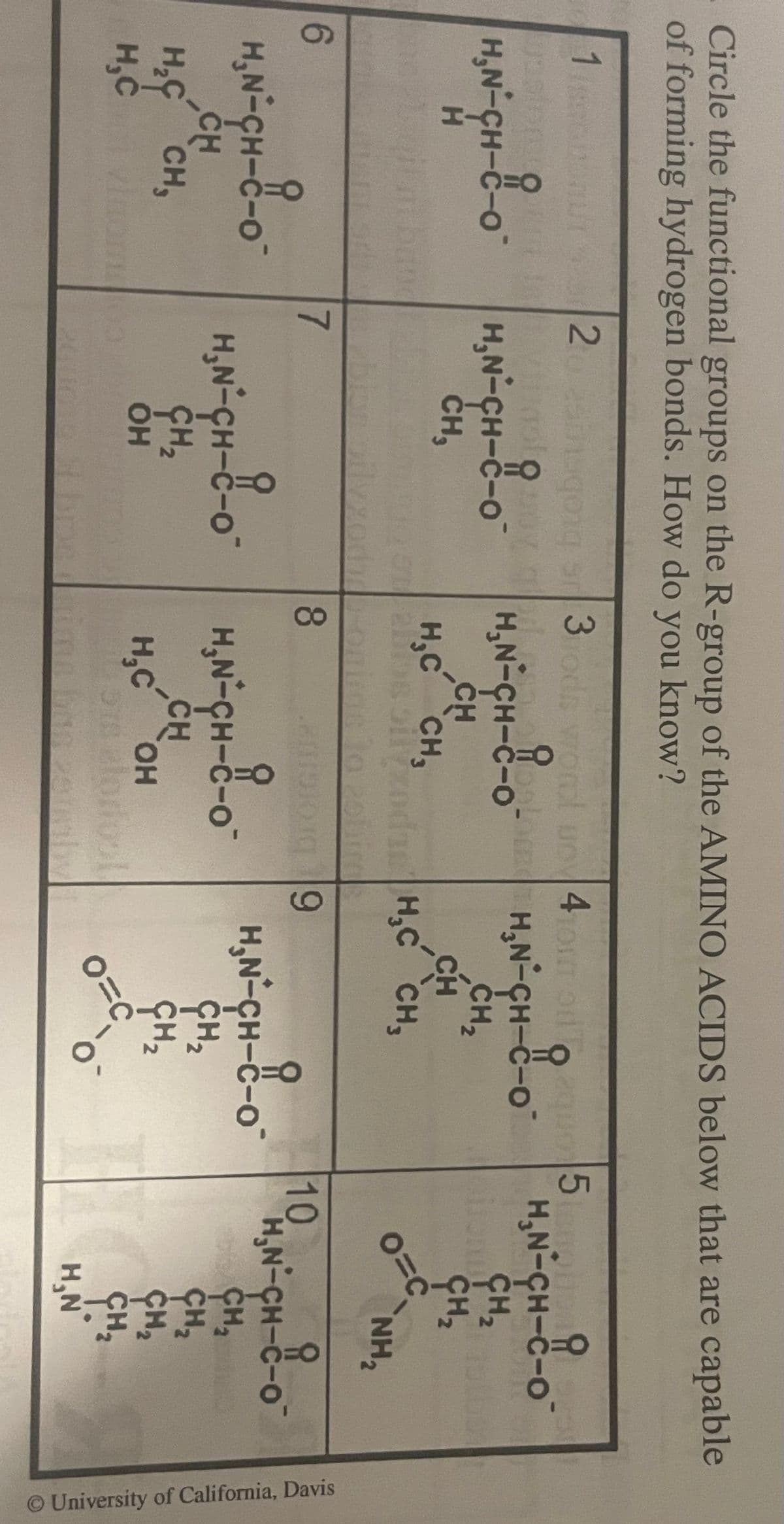 Circle the functional groups on the R-group of the AMINO ACIDS below that are capable
of forming hydrogen bonds. How do you know?
1
O
H₂N-CH-C-O
H
6
H₂N-CH-C-O
CH
H₂ CH₂
H₂C
2
요
H₂N-CH-C-O
CH,
7
ar 3 hods word no 4hom on oq
H₂N-CH-8-0-H₂N-CH-8-0 H₂N-CH-8-0-
CH₂
CH₂
H₂C
201
8
CH₂
CH
CH
CH₂
sizoda H₂C CH₂
10. Birds
9
H₂N-CH-8-0 H₂N-CH-8-0-
CH₂
OH
CH
H₂C OH
578 aloriool
H₂N-CH-C-O
CH₂
CH₂
0=C
o
5
0=c
NH₂
요
H₂N-CH-C-O
CH₂
CH₂
CH₂
CH ₂
10
H₂N
© University of California, Davis
