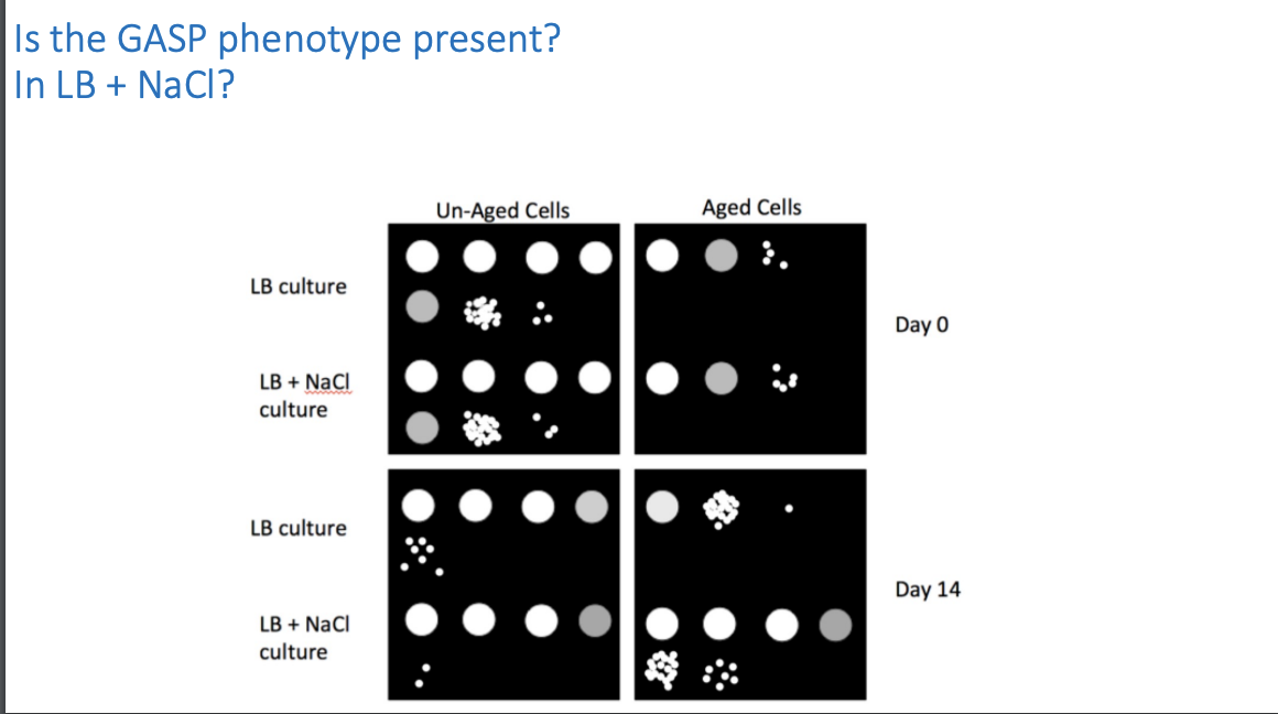 Is the GASP phenotype present?
In LB + NaCl?
Un-Aged Cells
Aged Cells
LB culture
Day 0
LB + NaCl
culture
LB culture
Day 14
LB + NaCl
culture
•
