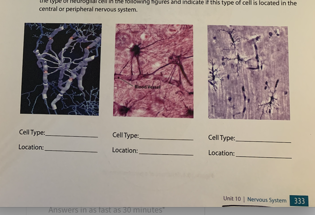type of heurgllal cell in thé föllowing figures and indicate if this type of cell is located in the
central or peripheral nervous system.
Blood Vessel
Cell Type:
Cell Type:
Cell Type:
Location:
Location:
Location:
Unit 10 | Nervous System 333
Answers in as fast as 30 minutes
