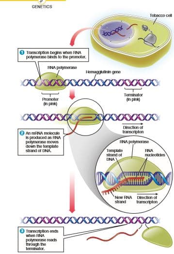 GENETICS
Tobacco cell
toopox
Transcription begins when RNA
polymerase binds to the promoter.
ANA polymerase
Hemagglutinin gene
Terminator
Promoter
in pink)
(in pink)
Direction of
transcripton
O An MRNA mokeCule
is produced as RNA
polymorase moves
down the template
strand of DNA.
RNA polymerase
Тemplate
FINA
nucleotides
strand of
DNA
New FINA Direction of
strand
transcripton
O Transcription ends
when RNA
polymerase reads
through the
terminator.
