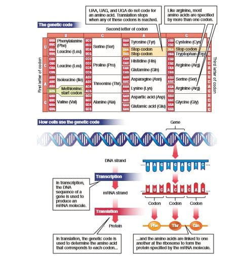 UAA, UAG, and UGA do not code for
an amino ackd. Translation stops
when any of these codons is roached.
Like arginine, most
amino acids are specified
by more than one codon.
The genetic code
Second letter of codon
Phenylalarine uCu
ucc
UGu cysteine (Oys
UGC
UAU
Tyrosine (Tyr)
MAA Slop codon
WAG Stop codon
(Phe)
Serine (Ser)
UCA
Leucine (Leu)
UCG
DEA Stop codon
UGG Tryptophan irp
CAU
Histidine (His)
CAC
cu
CGU
Leucne (Lou cCA
Proline (Pro)
Arginine (Aig
CUA
CAA
Gutamine (Gin)
CAB
CA
ACU
Isoloucine (Ile)
ACC
AAU
Asparagine (Asn)
ADU
Serine (Ser)
ABC
AAC
Threonine (Th)
AUA
ACA
Methionine:
ACB
start codon
AAA
Lysine (Lys)
AAG
AGA
Arginine (Arg
AGG
GAU
Aspartic acki (Asp)
GAC
BGU
Valne (Val)
CA Alanine (Ala
Glycine (Gy)
GAA
GAG
GGA
Glutamic acid (Gu)
GGG
How cells use the genetic code
Gene
DNA strand
Transcription
In transcription,
the DNA
MMA.
sequence of a
gene is usod to
produce an
MRNA molecule,
MRNA strand
Codon
Codon
Codon
Translation
Protein
Phe
Thr
Gin
In translallon, the genetic code is
used lo determine the amino acid
that corresponds to each codon.
„.and the amino ackds are inked to one
anolher at the ribosome to form the
protein specitiod by the MRNA molocule.
Third letter of codon
[ き
uopoo jo Joe S
